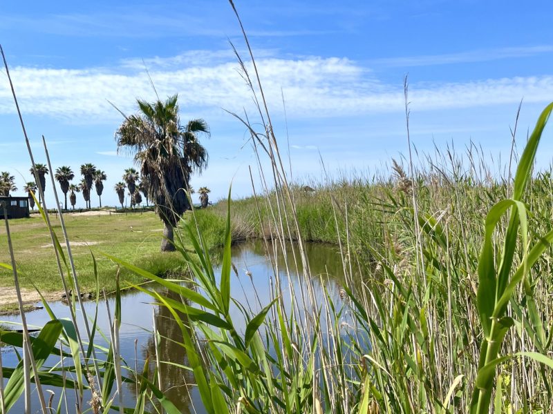 Monumento Naturale Palude di Torre Flavia